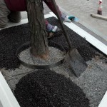 Flexi-Pave installed around a tree